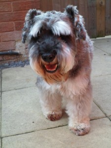 Alfie the  Miniature Schnauzer - his skin was better after his groom