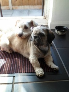 Mary's dogs Sunny  - Mini Schnauzer  - and Noo  - Shih Tzu -  waiting for their tea